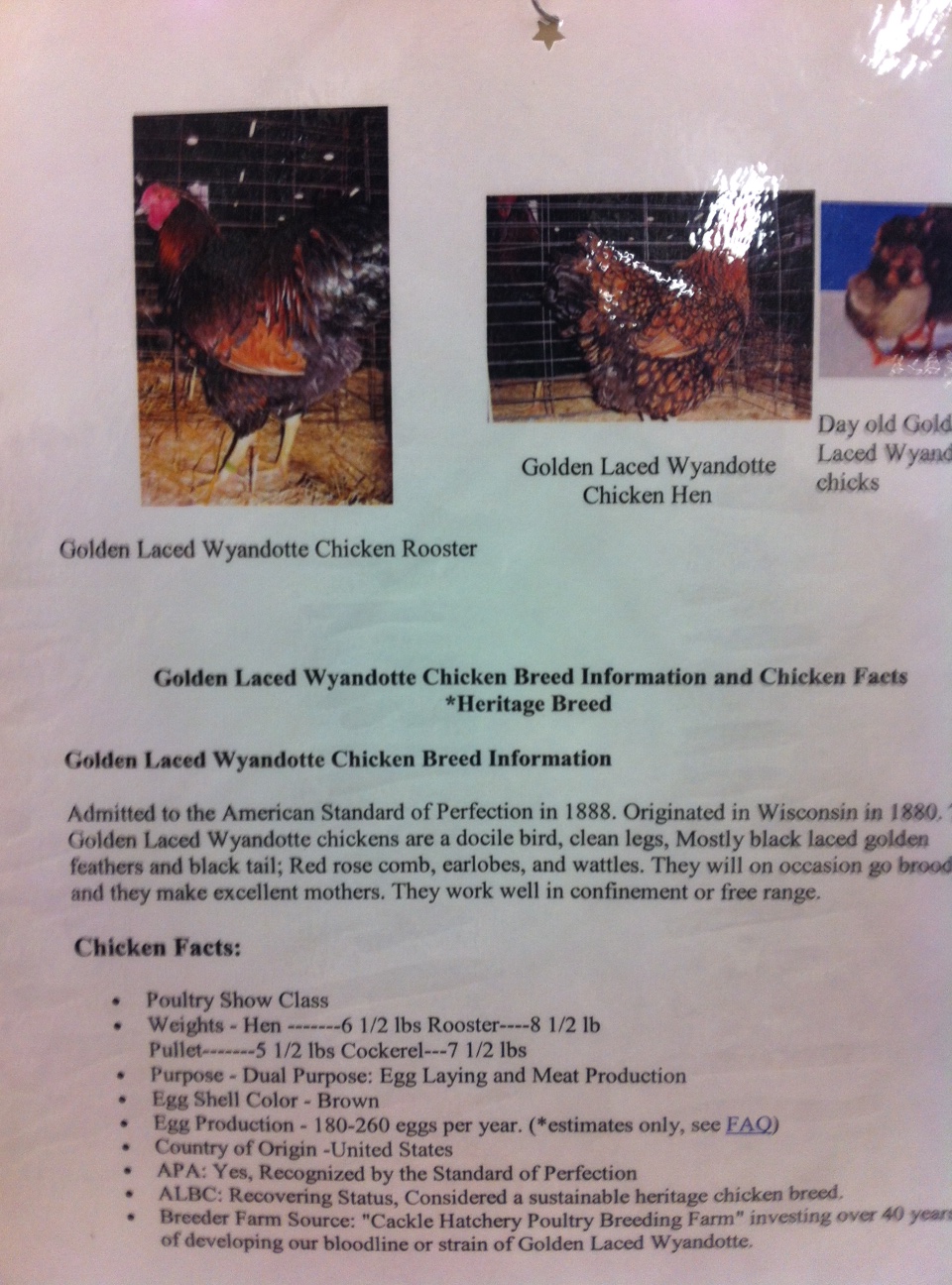 Chickens range free essay